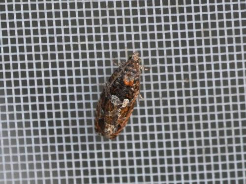 Eudemis profundana